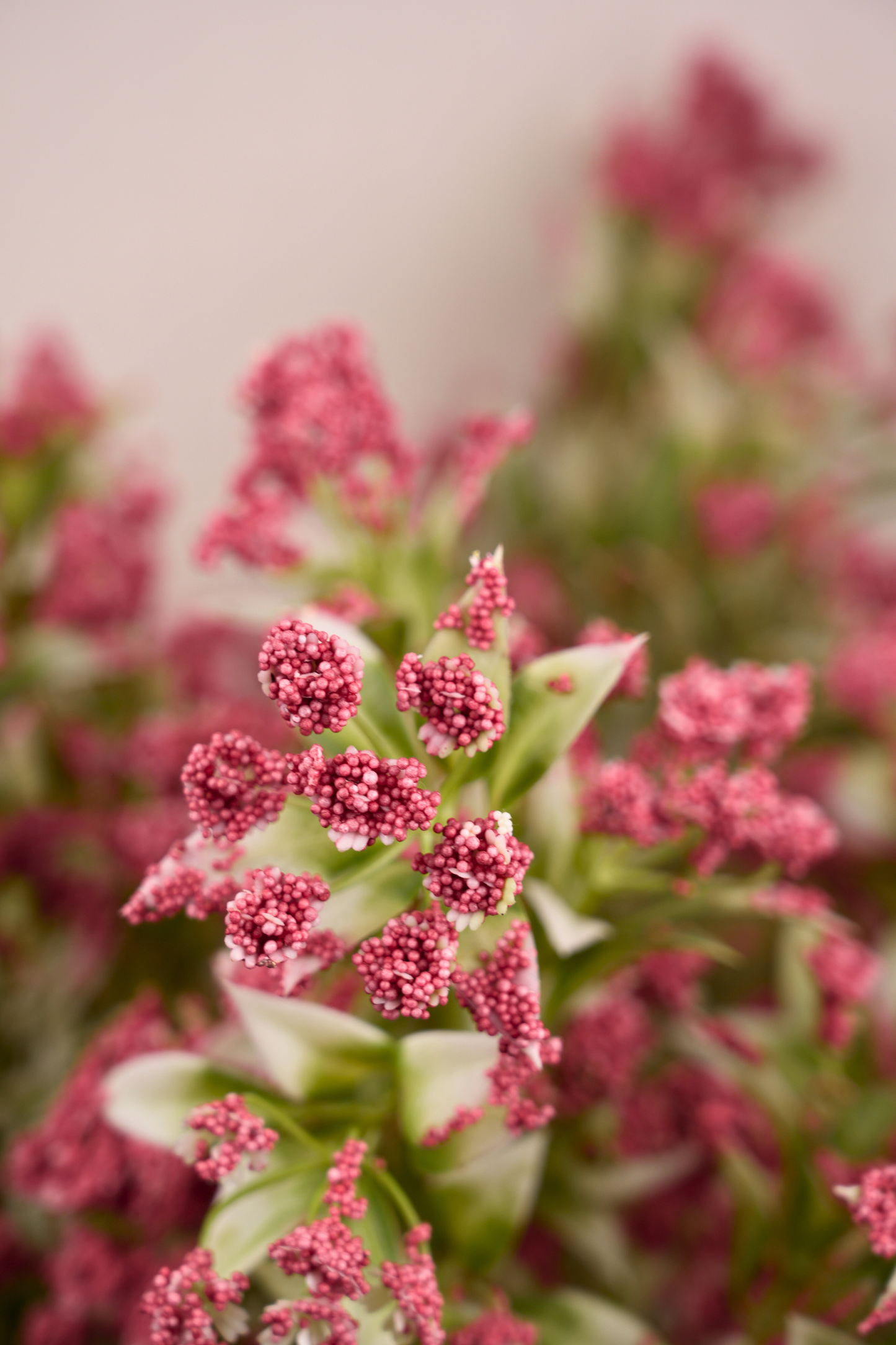 Faux Gypsophila Babys Breath Flower Stem - Dark Pink