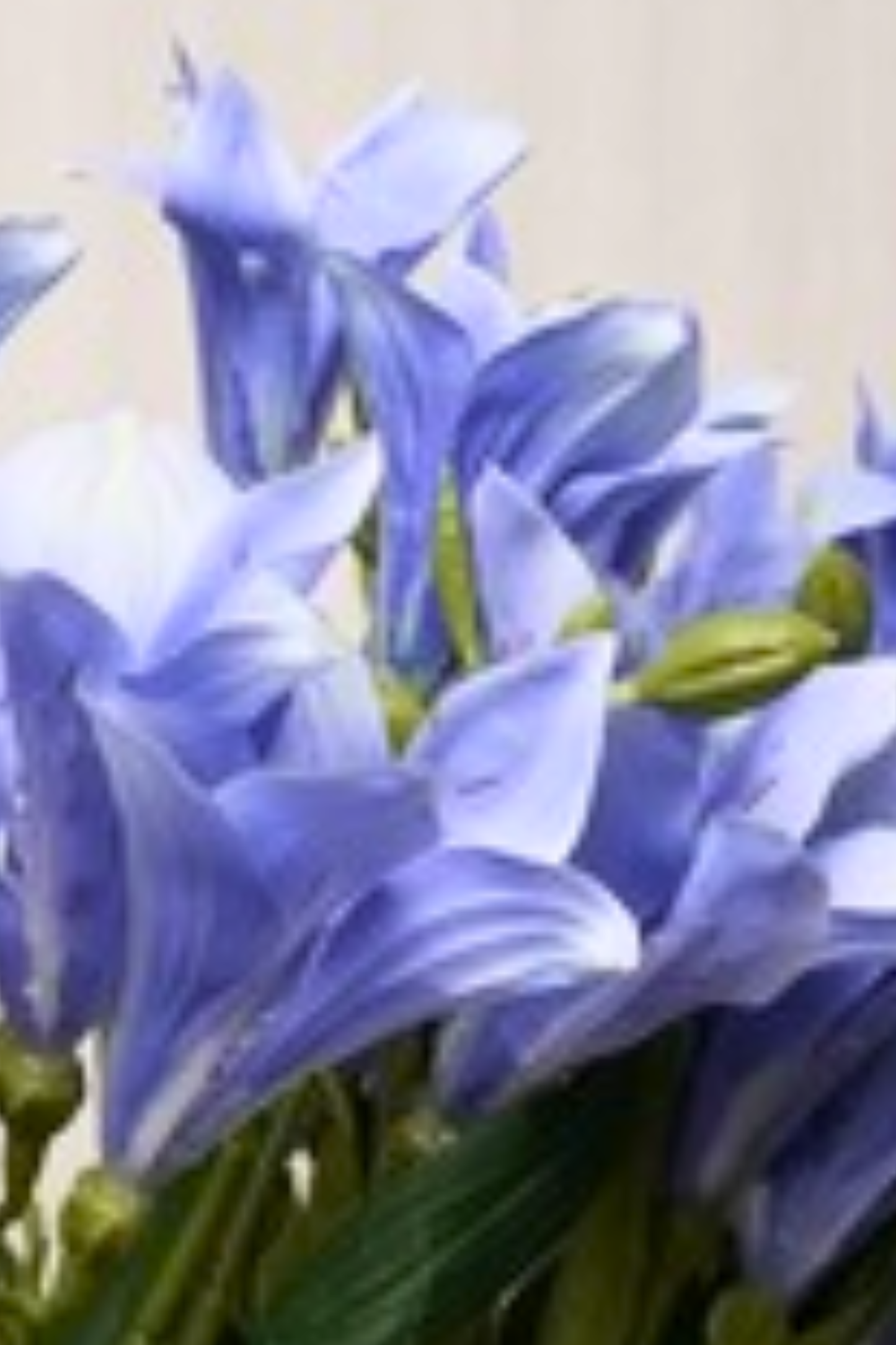 Faux Alstroemeria Peruvian Lily Blooming Flower Stem - Blue