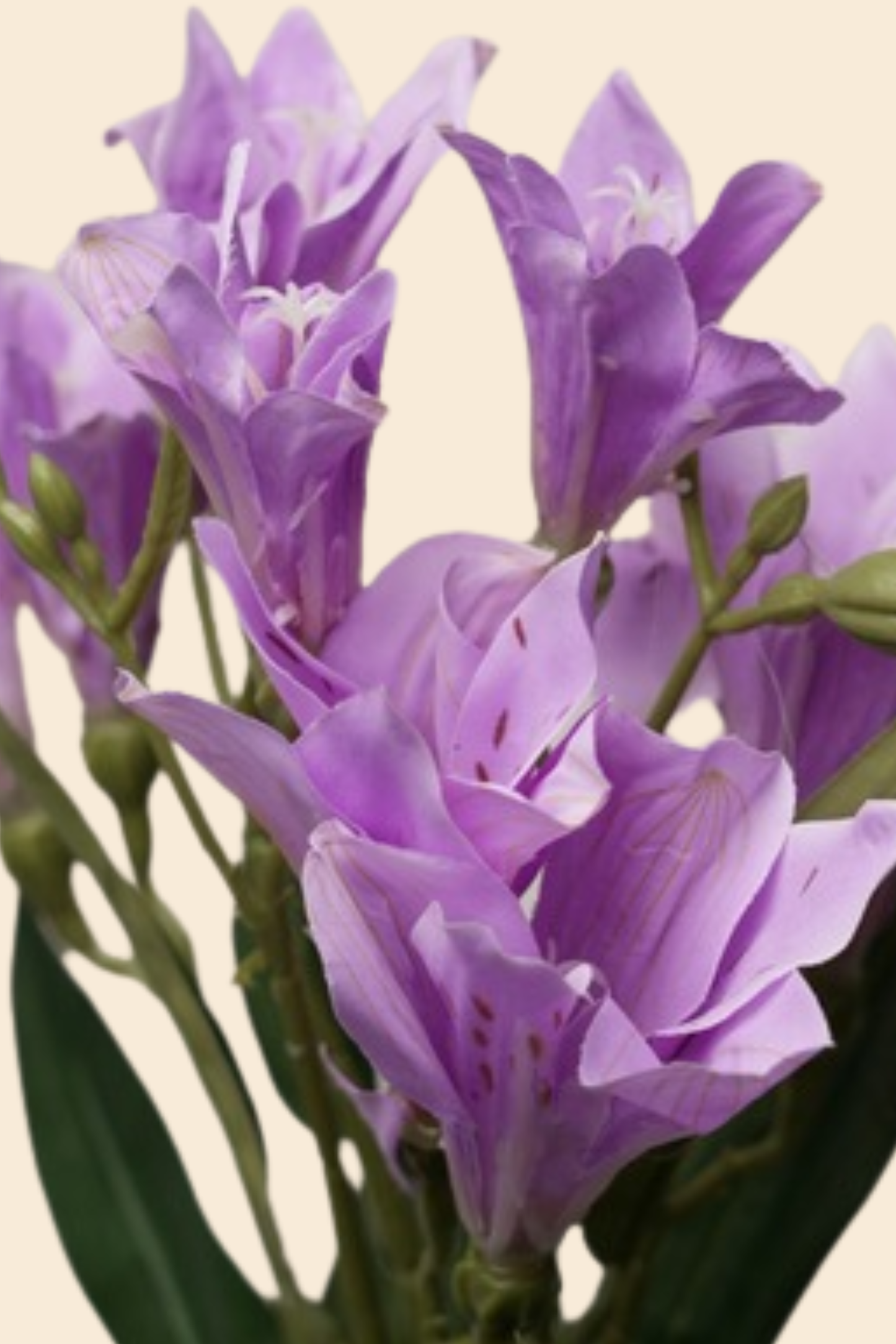 Faux Alstroemeria Peruvian Lily Blooming Flower Stem - Lavender