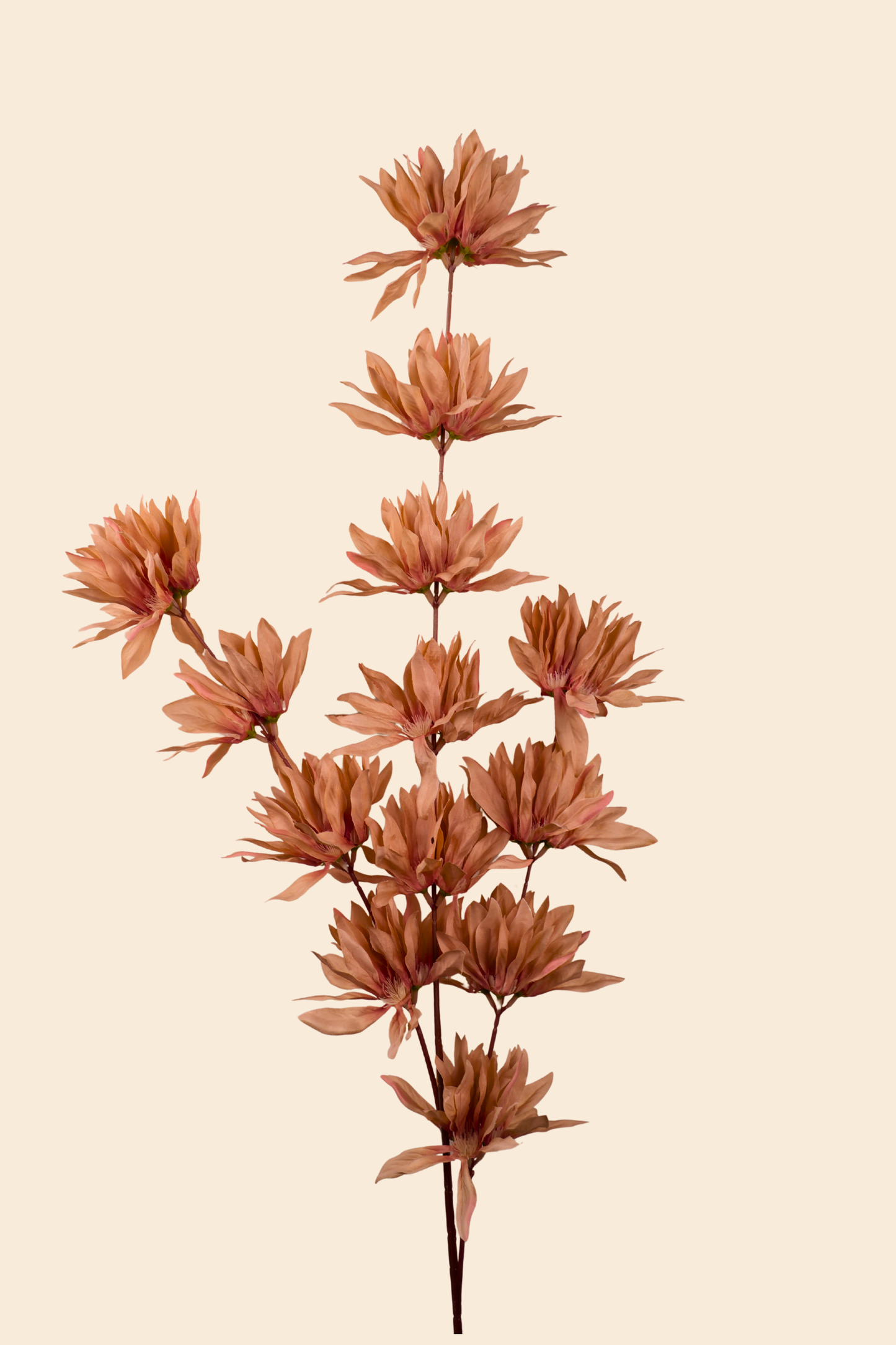 Faux Spider Chrysanthemum Whisper Flower Stem - Brown