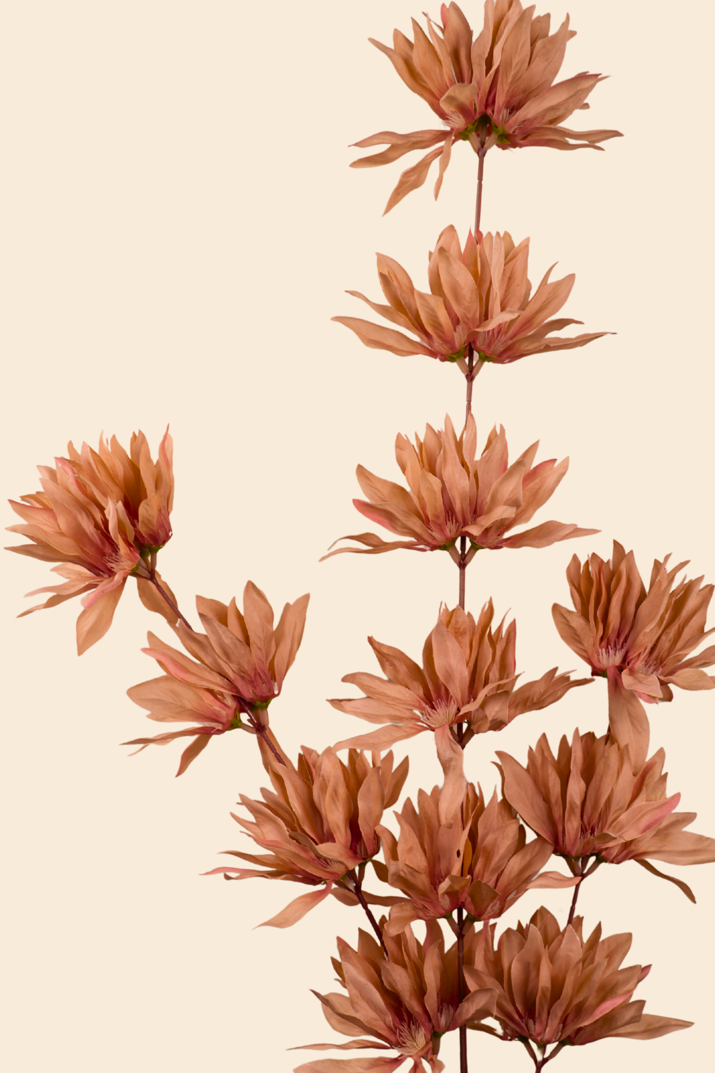 Faux Spider Chrysanthemum Whisper Flower Stem - Brown