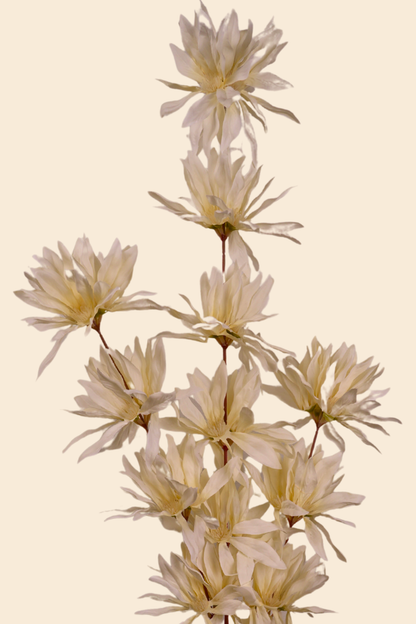 Faux Spider Chrysanthemum Whisper Flower Stem - Light Yellow