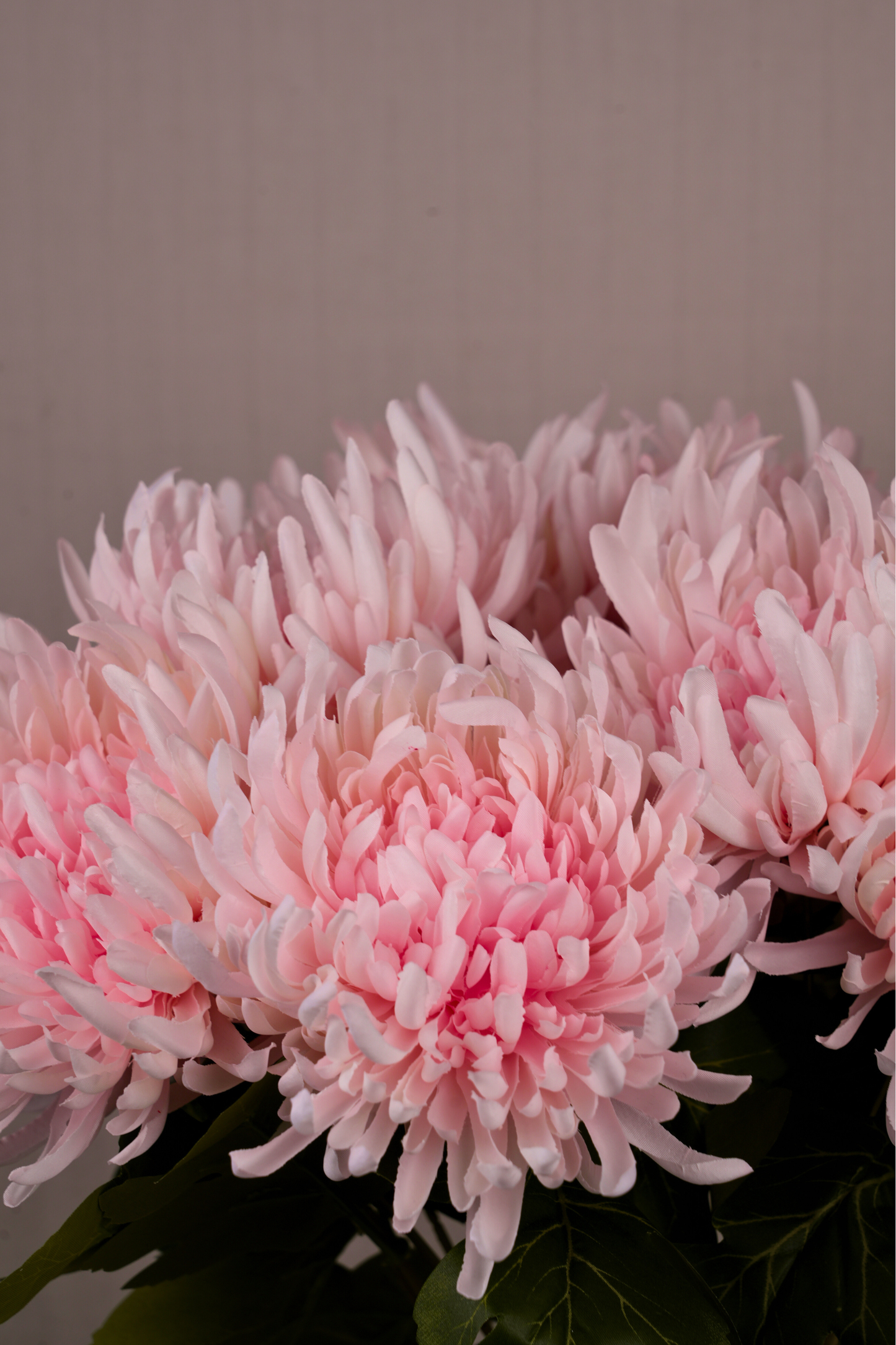 Faux Spider Chrysanthemum Majestic Flower Stem - Light Pink