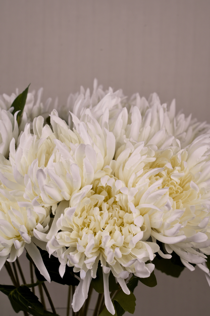 Faux Spider Chrysanthemum Majestic Flower Stem - White